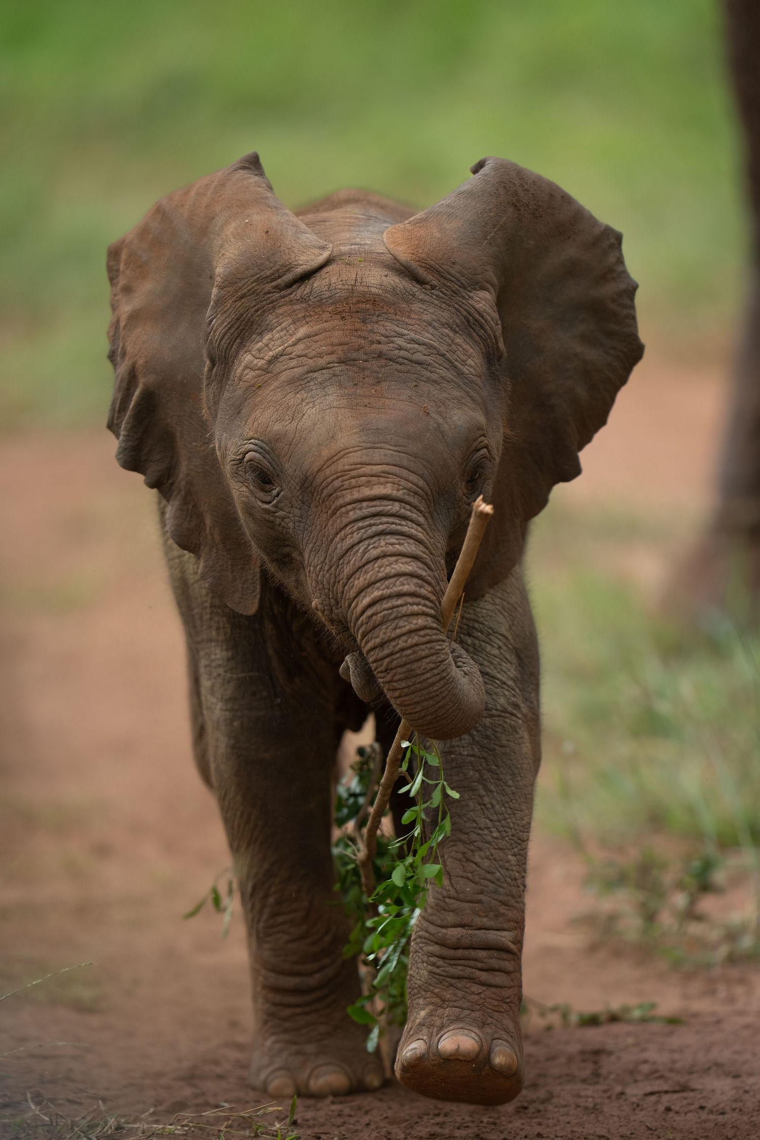 Baby elephant walking through dirt path while eating green vegetation.