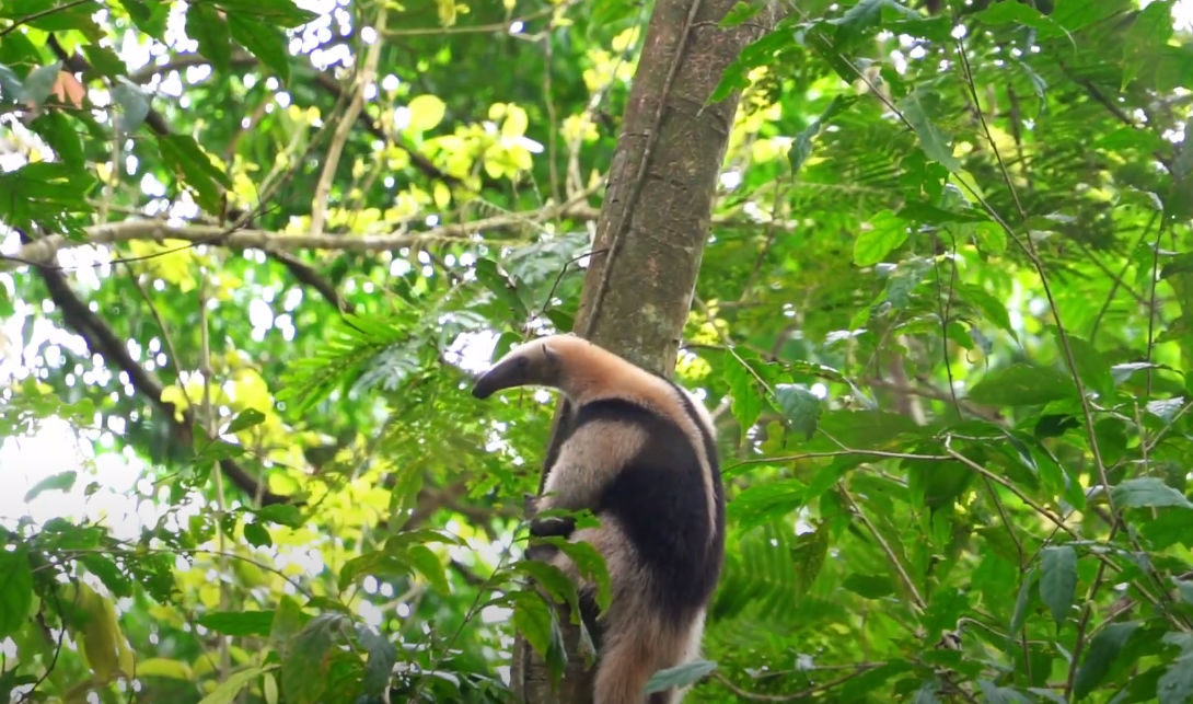 A monkey swings through dense green forest canopy.