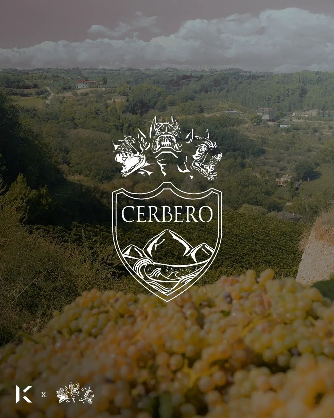 Cantina Cerbero e il suo vigneto, scatto da uno shooting