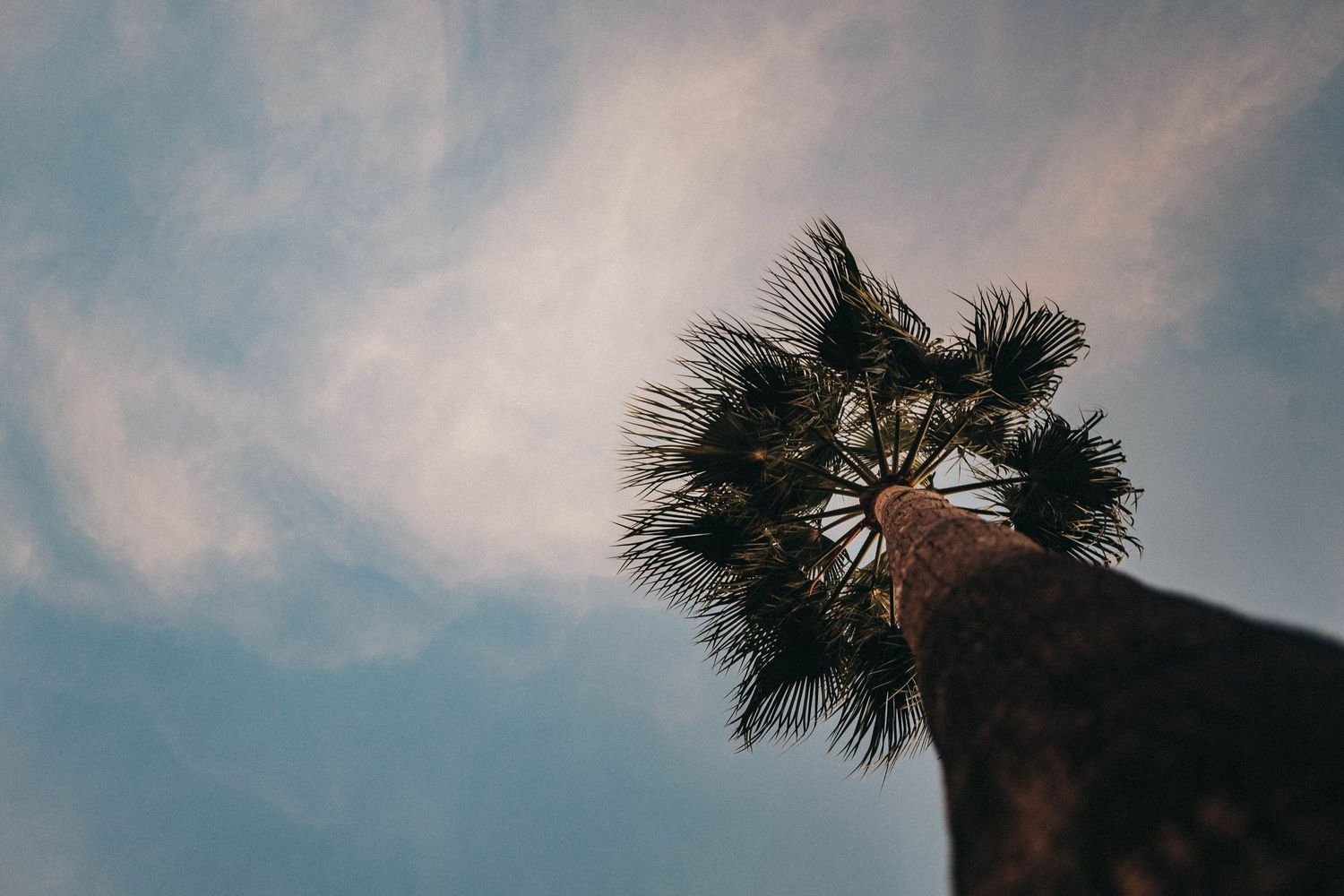 Palme und Himmel Foto Urlaub Aufnahme