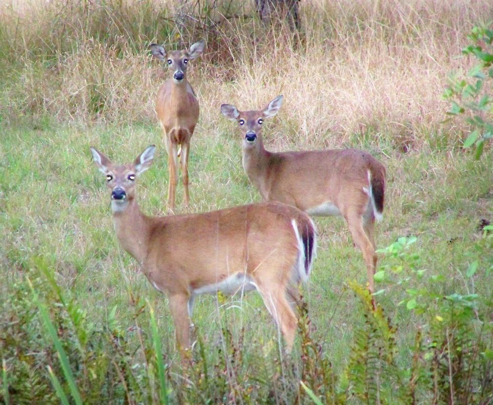Three deer stop to check me out at McCarty Ranch in St Lucie County