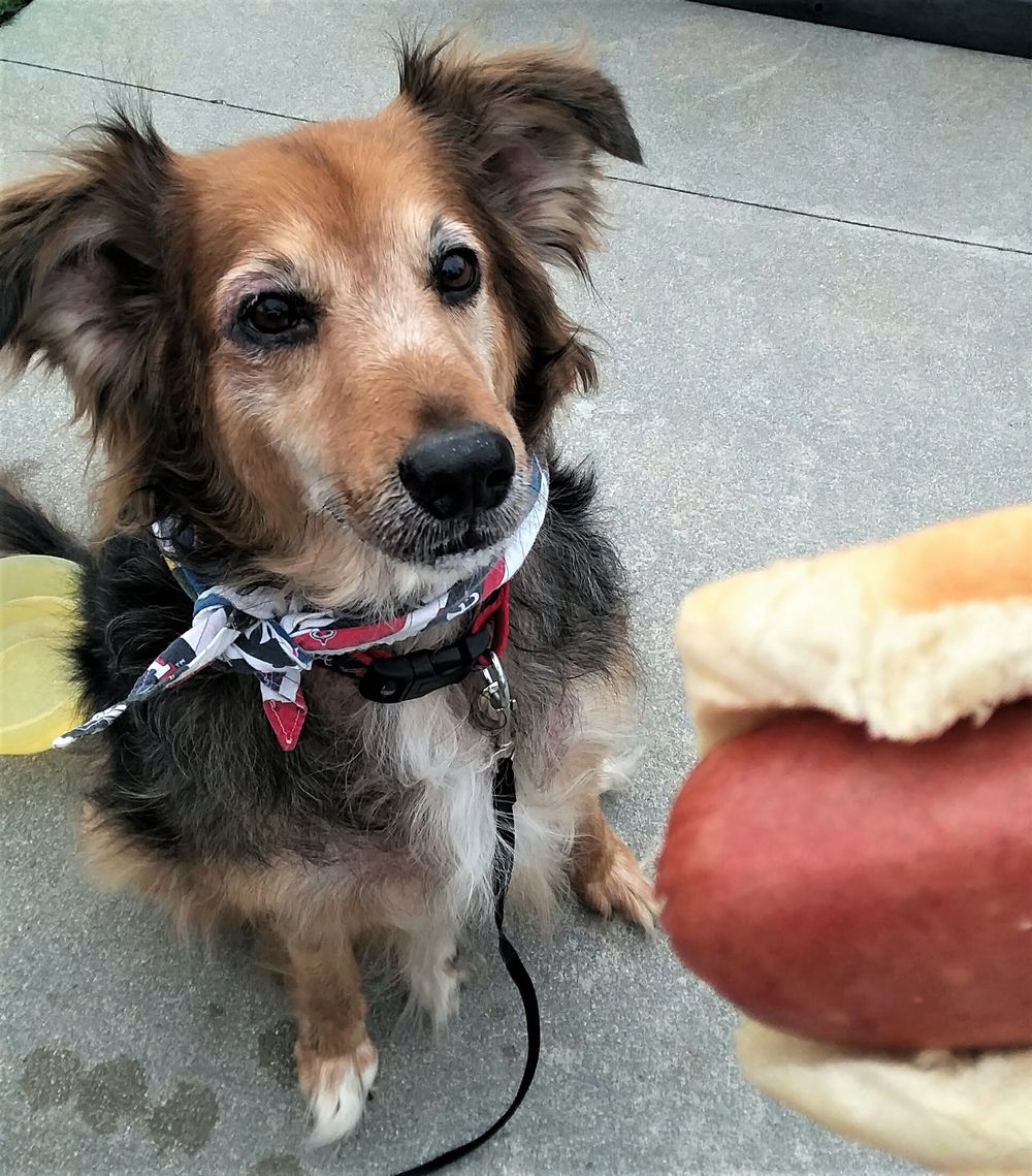 My dog Pom Pom agrees with the Humphrey Bogart quote "A hot dog at a ballgame beats roast beef at the Ritz"!