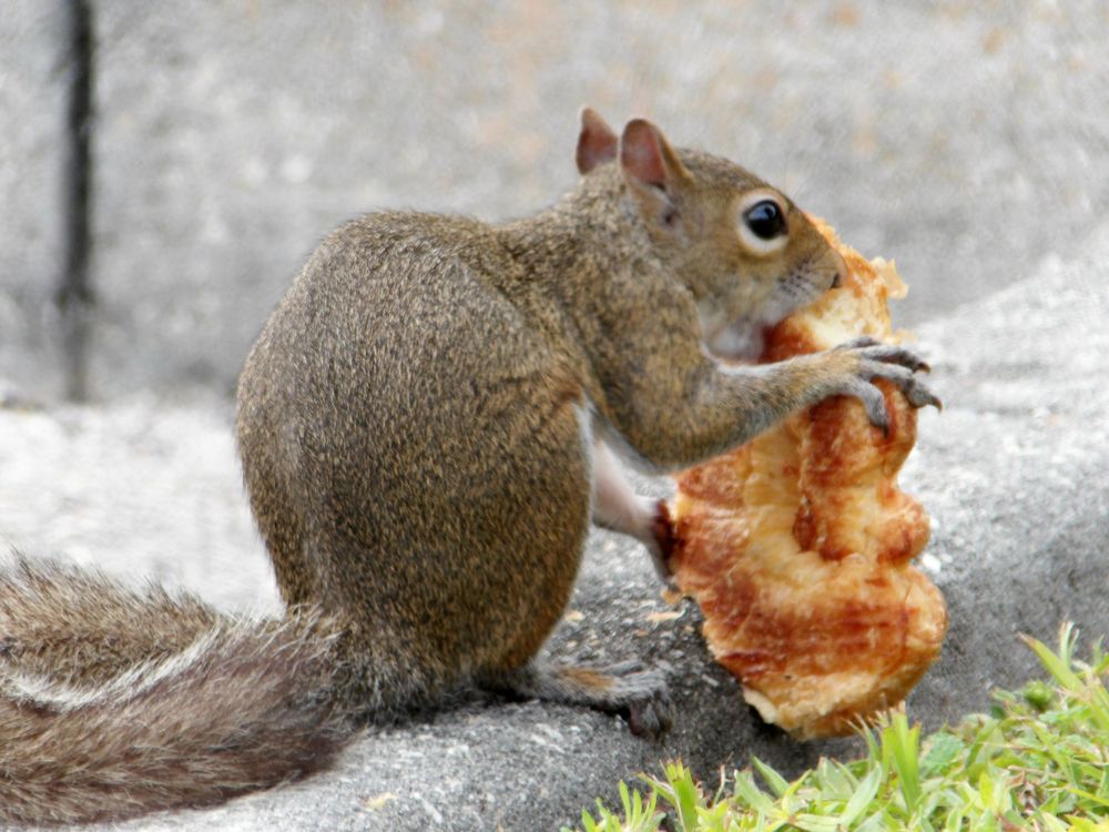 Squirrels Run On Dunkin'