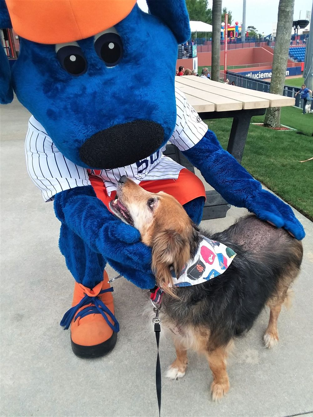 My sweet girl Pom Pom meets Klutch, the mascot of the St Lucie Mets, on Bark At The Park Night
