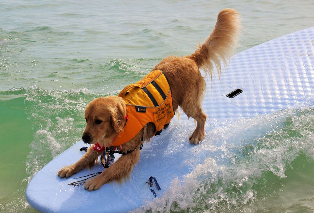 Keltie Lou, St. Lucie Surf Dog Classic