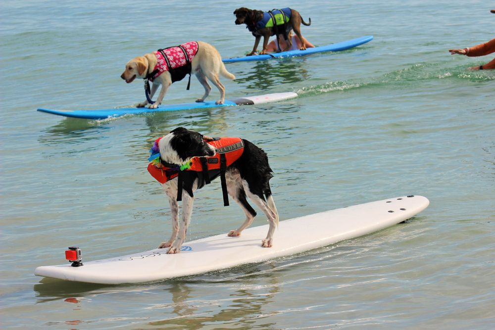 Four legged surfers riding waves at the St. Lucie Surf Dog Classic