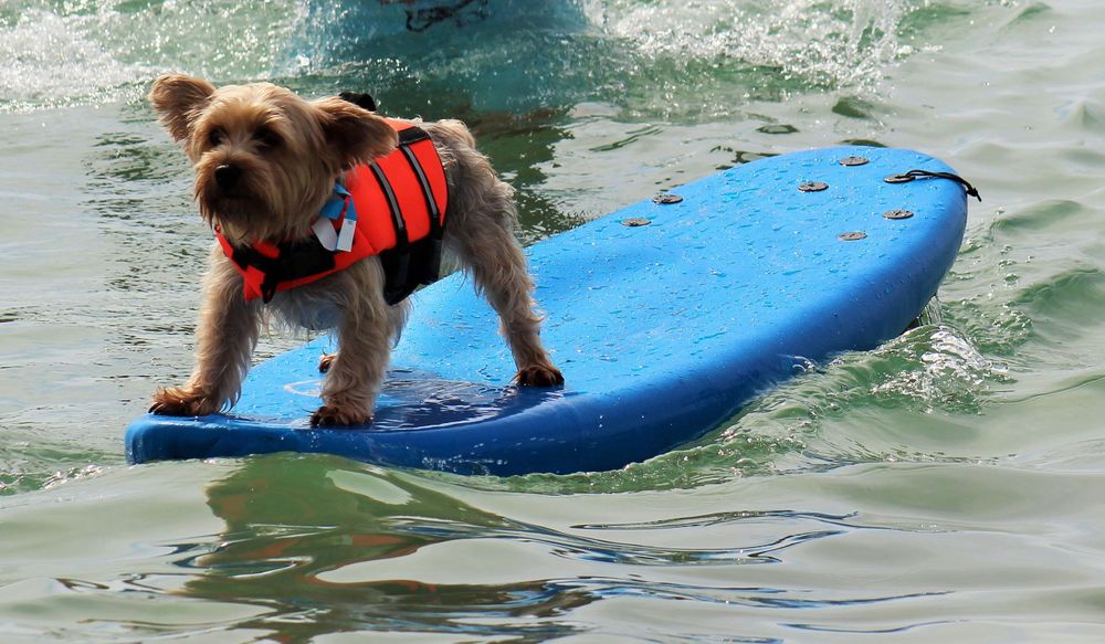 Drop In, Pull In, Kick Out - St. Lucie Surf Dog Classic