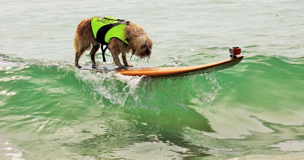 Waldo rides a big wave into the shore at the St. Lucie Surf Dog Classic