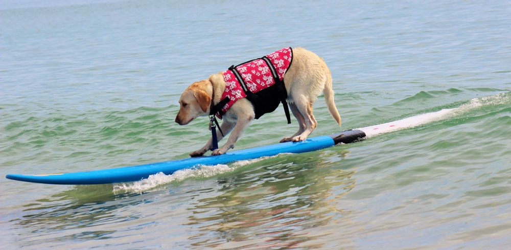 Lily rides a wave at the St. Lucie Surf Dog Classic