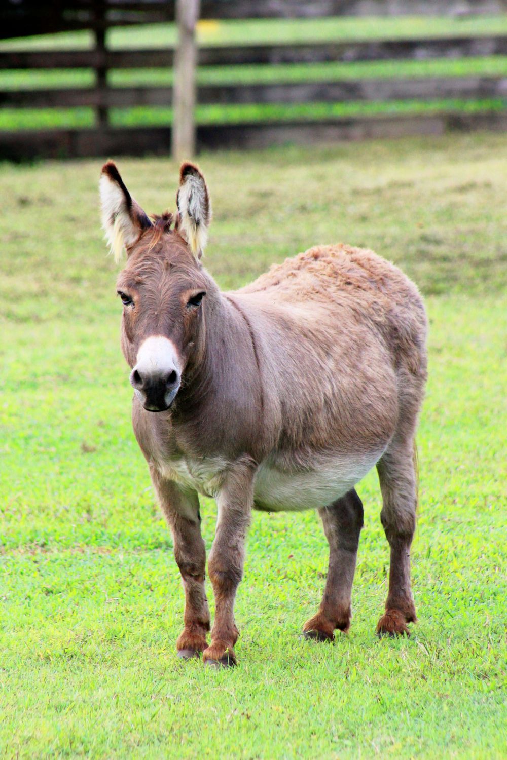 Friendly neighborhood burro on a Florida farm