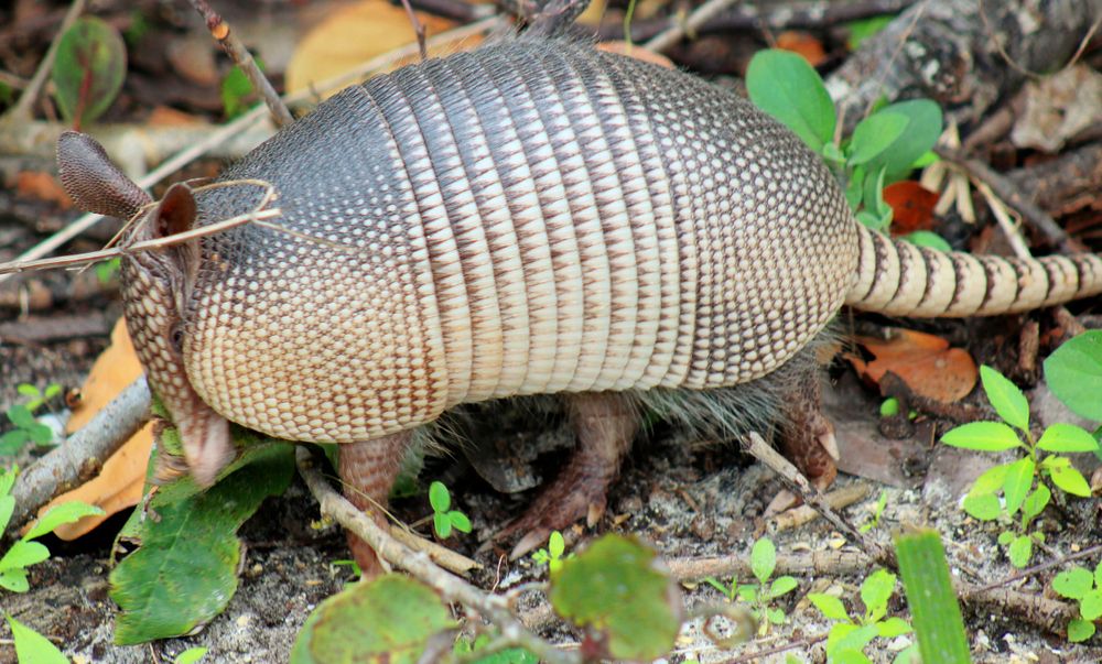 Beach Armadillo