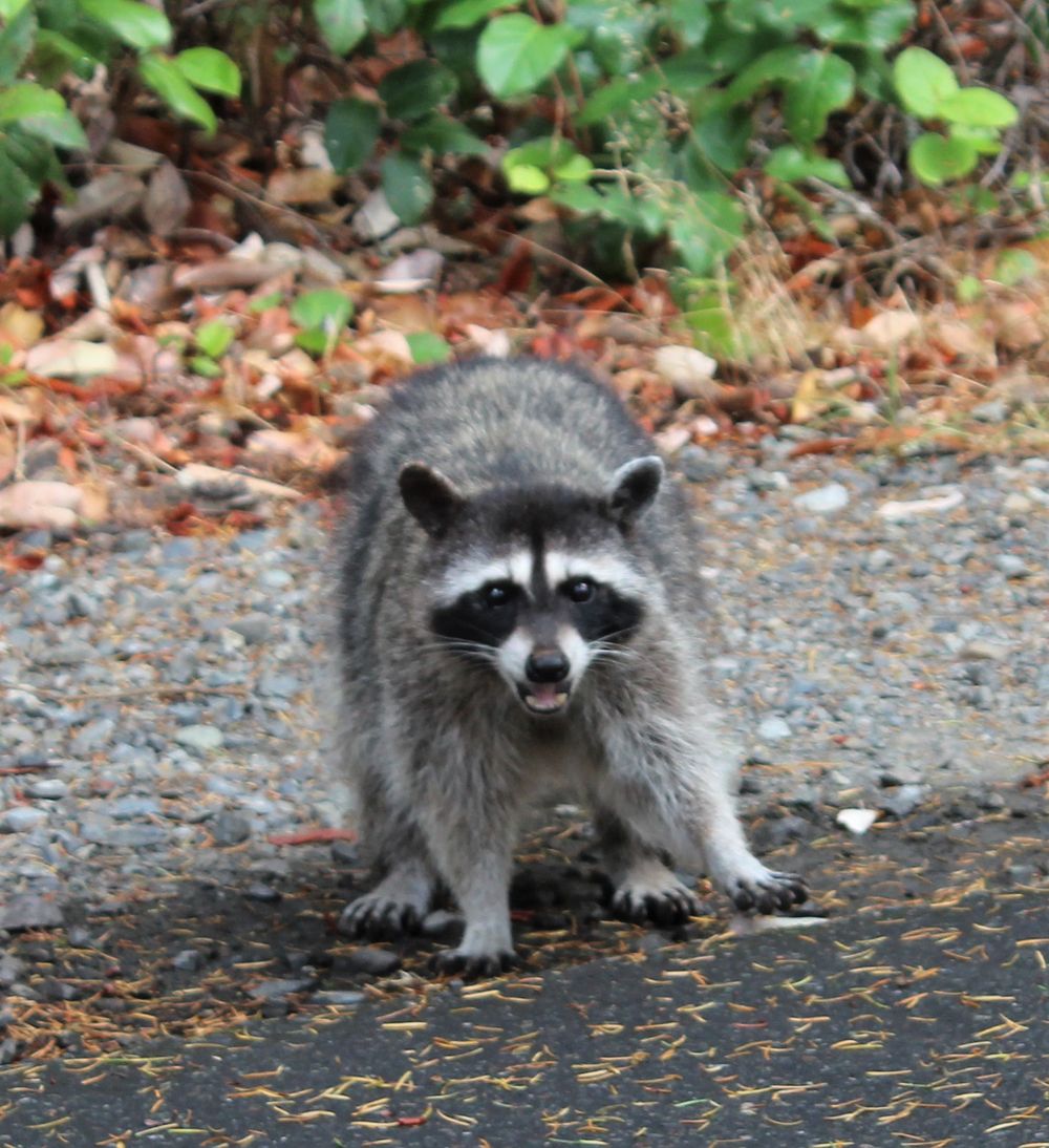 Hungry Raccoon, Pt Defiance Park in Tacoma WA