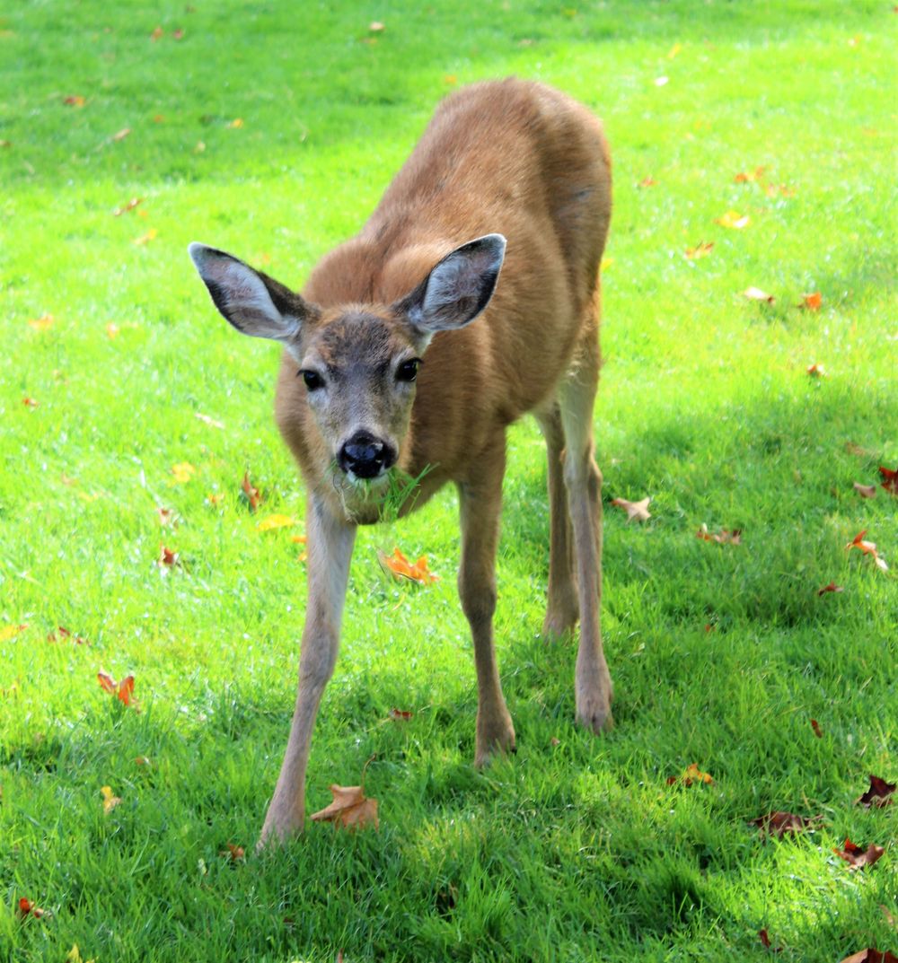Lunch With A Friend, Point Defiance Park in Tacoma WA