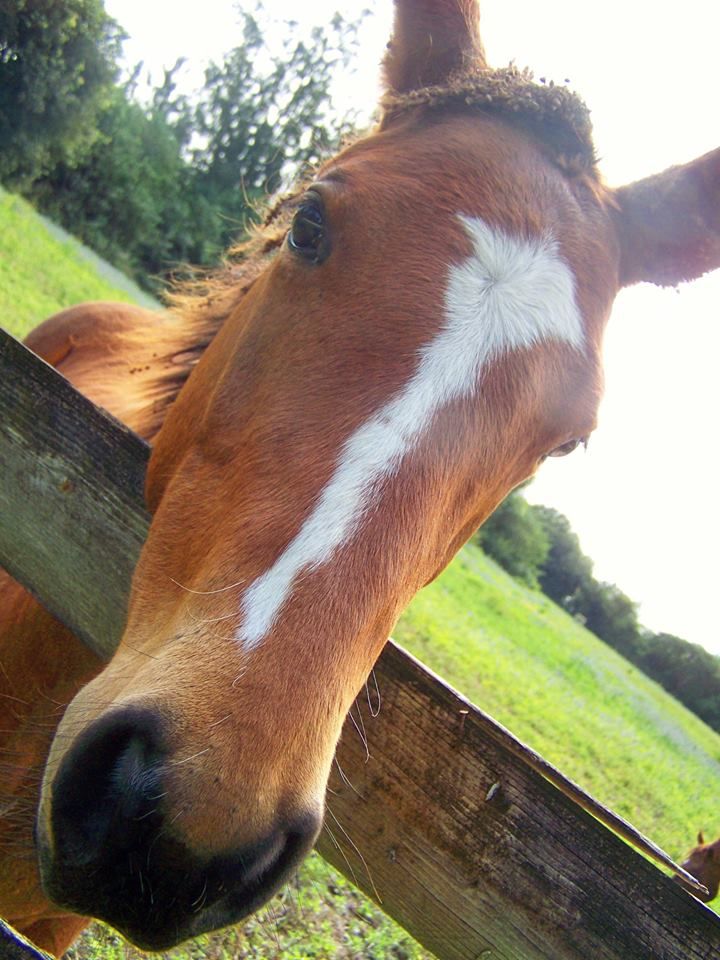 A curious horse checks me out as I take his picture