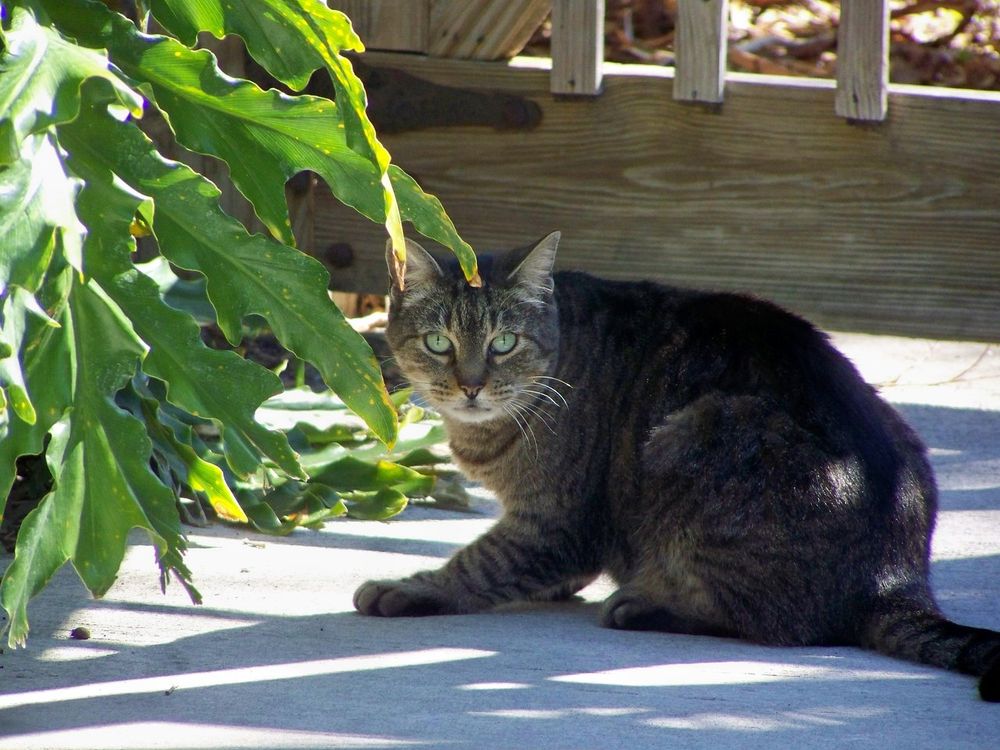 One of the many cats who call Heathcote Botanical Gardens home in Ft Pierce, FL
