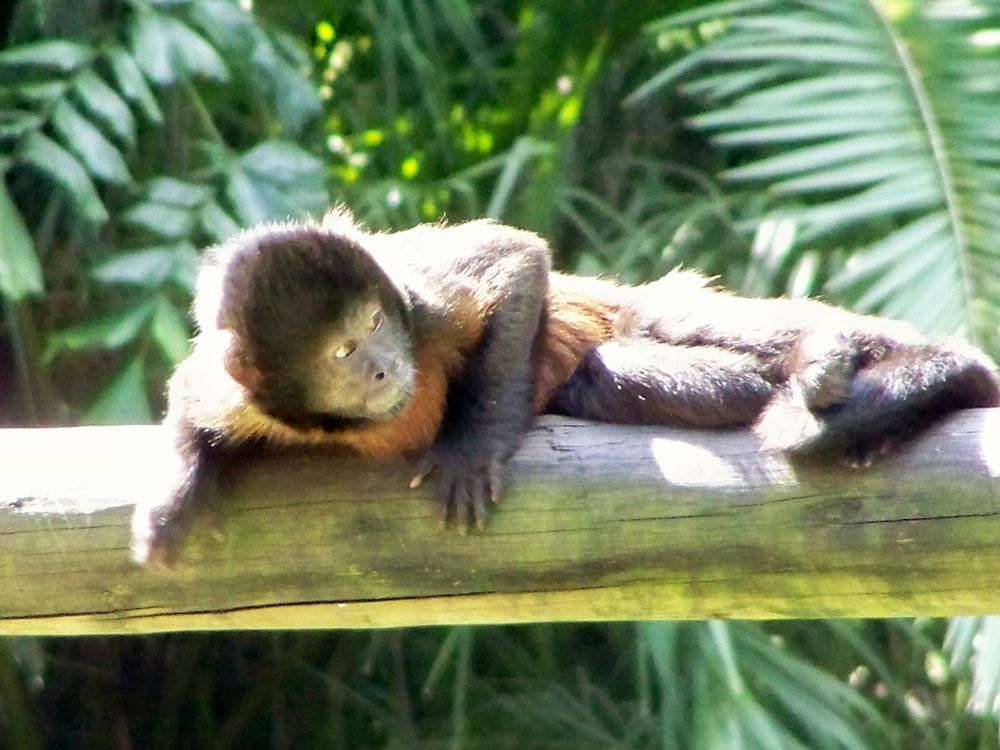 "Anybody looking?"  (Palm Beach Zoo)