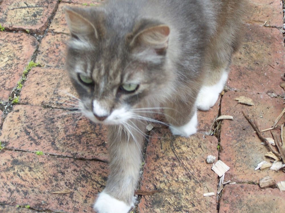 One of the many cats who call Heathcote Botanical Gardens home in Ft Pierce, FL