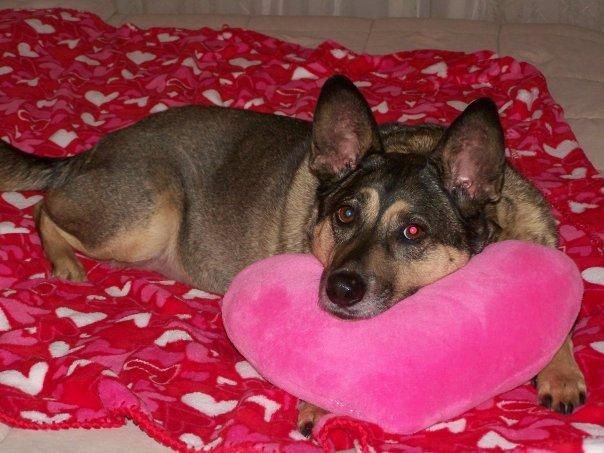 Slider, my original muse.  He went to the Rainbow Bridge on 12/5/16 <3