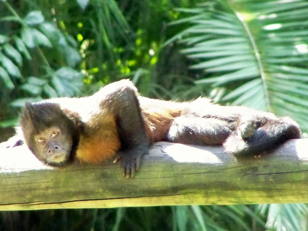 "Anybody looking?" (Palm Beach Zoo)