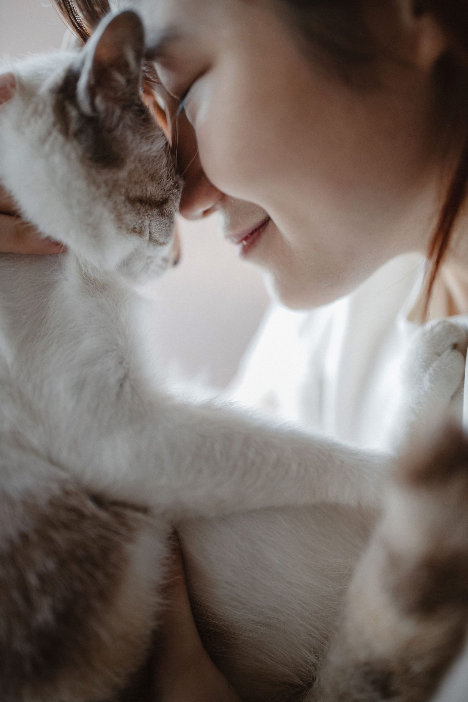 malaysian cuddling with cat