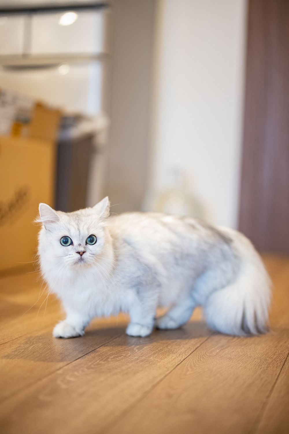 ペット撮影