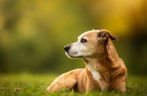 A tan dog with white markings rests on grass against a warm bokeh background.