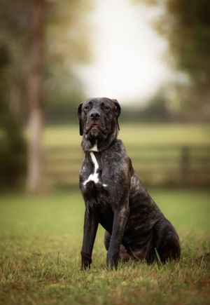 Black and white large breed dog sitting attentively in an outdoor setting.