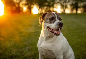 Happy Jack Russell terrier sitting in grass during golden hour sunset.