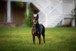 Doberman standing alertly on grass with house visible in background.