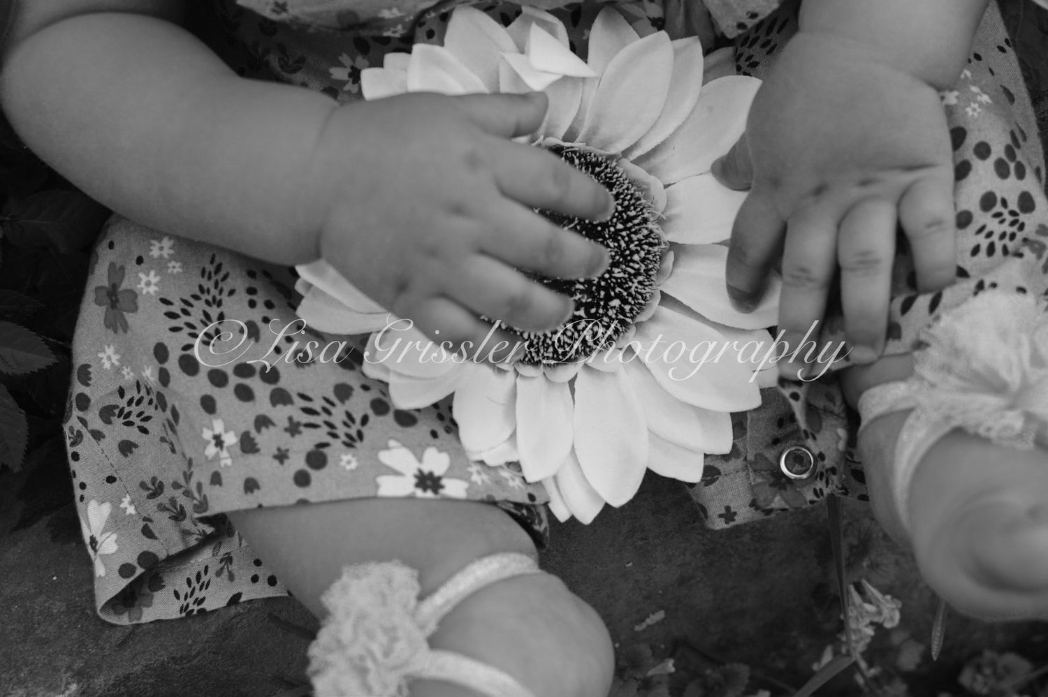 baby sunflower