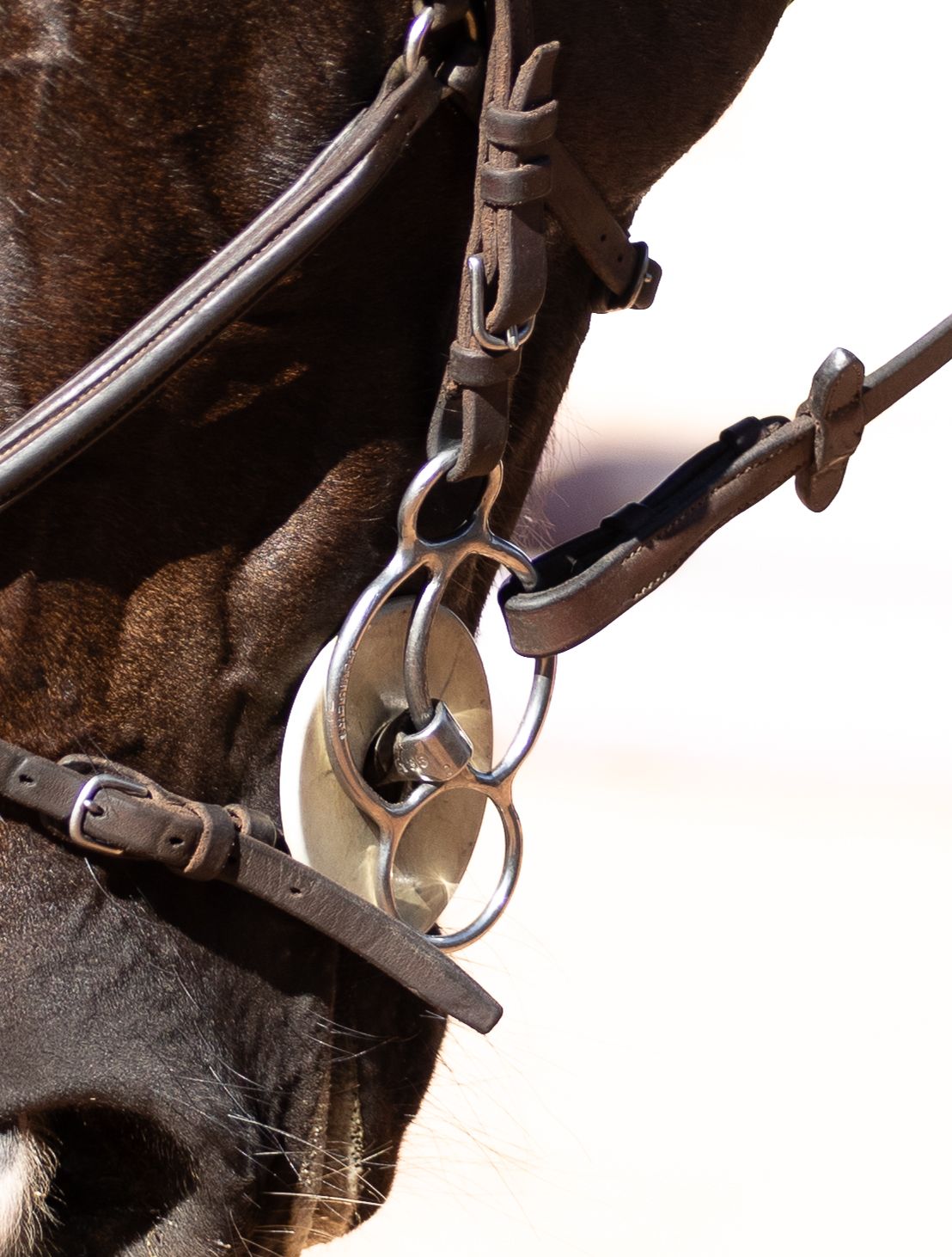 Equestrian photography.