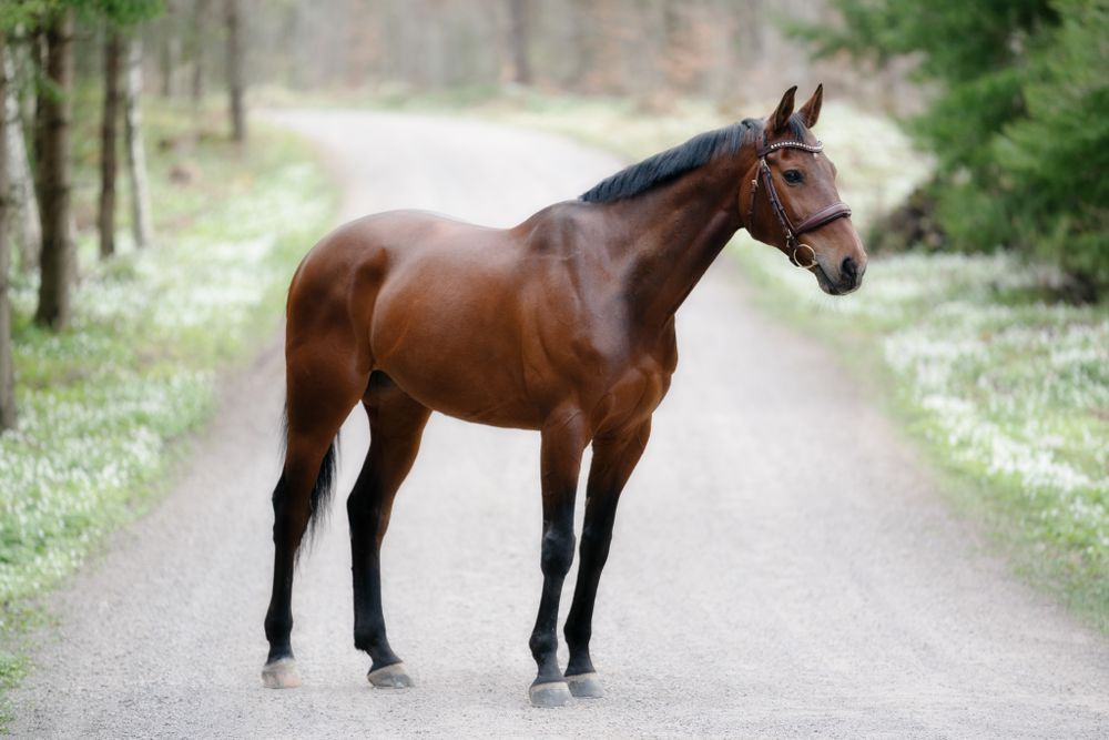 A beautiful bay horse standing on a dirt path surrounded by trees.
