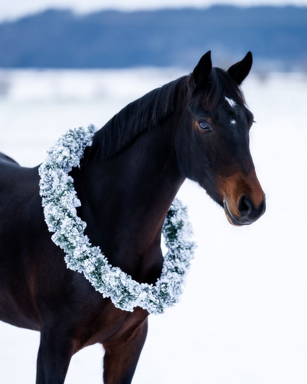 A black horse wearing an elegant floral wreath around its neck against a winter backdrop.