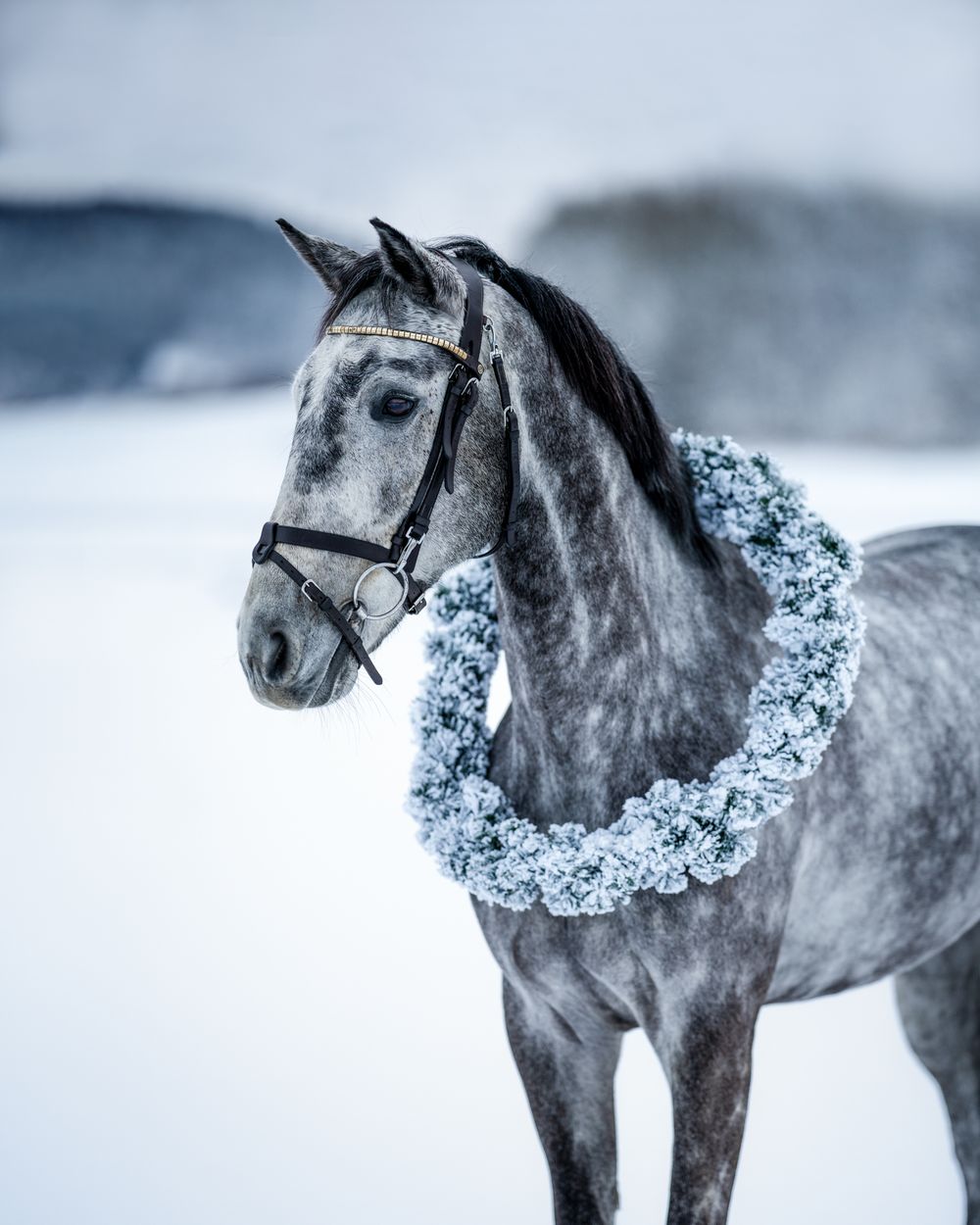 A dappled grey horse wearing a blue floral wreath poses in a snowy winter setting.
