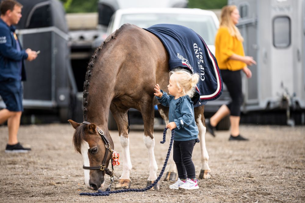 A brown horse bends down to graze while wearing competition gear.