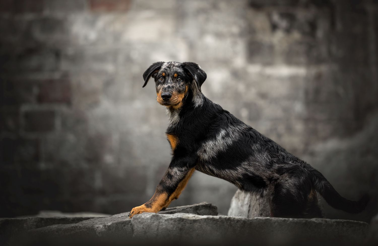 A Rottweiler mix dog stretches dynamically against a textured brick wall background.