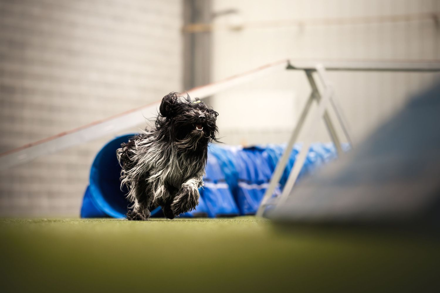 Small black dog playing in an agility tunnel at a training facility.