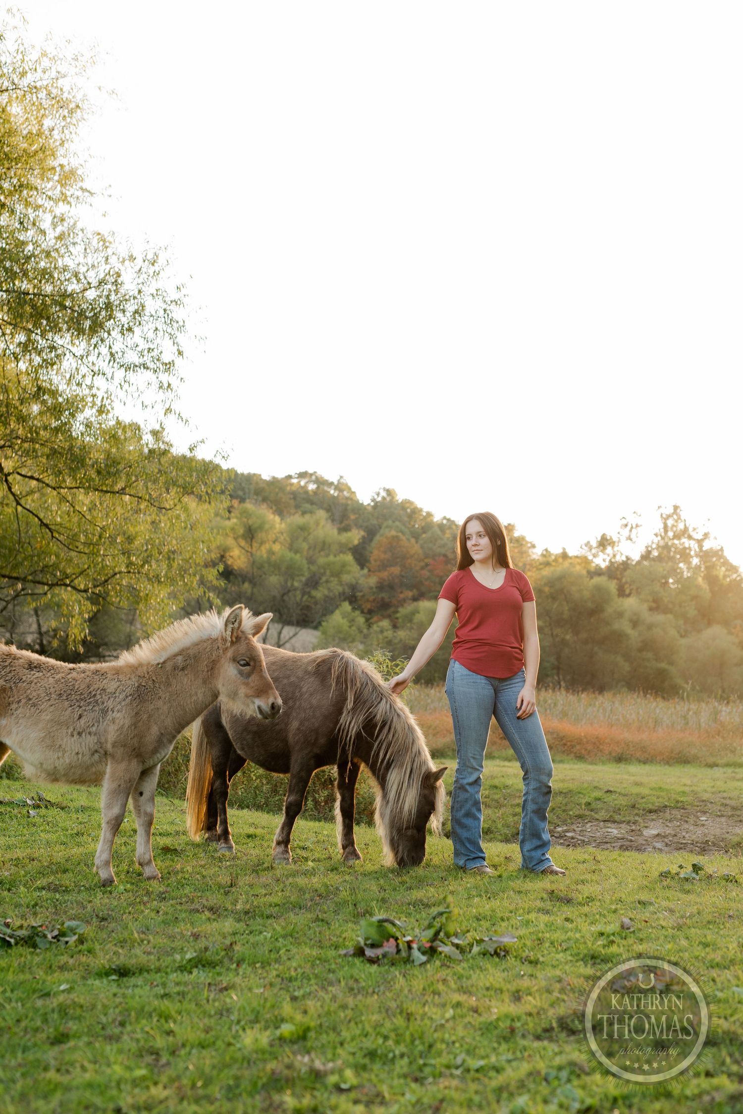 Mini horses graze in a sunlit meadow during golden hour with autumn trees in the background.