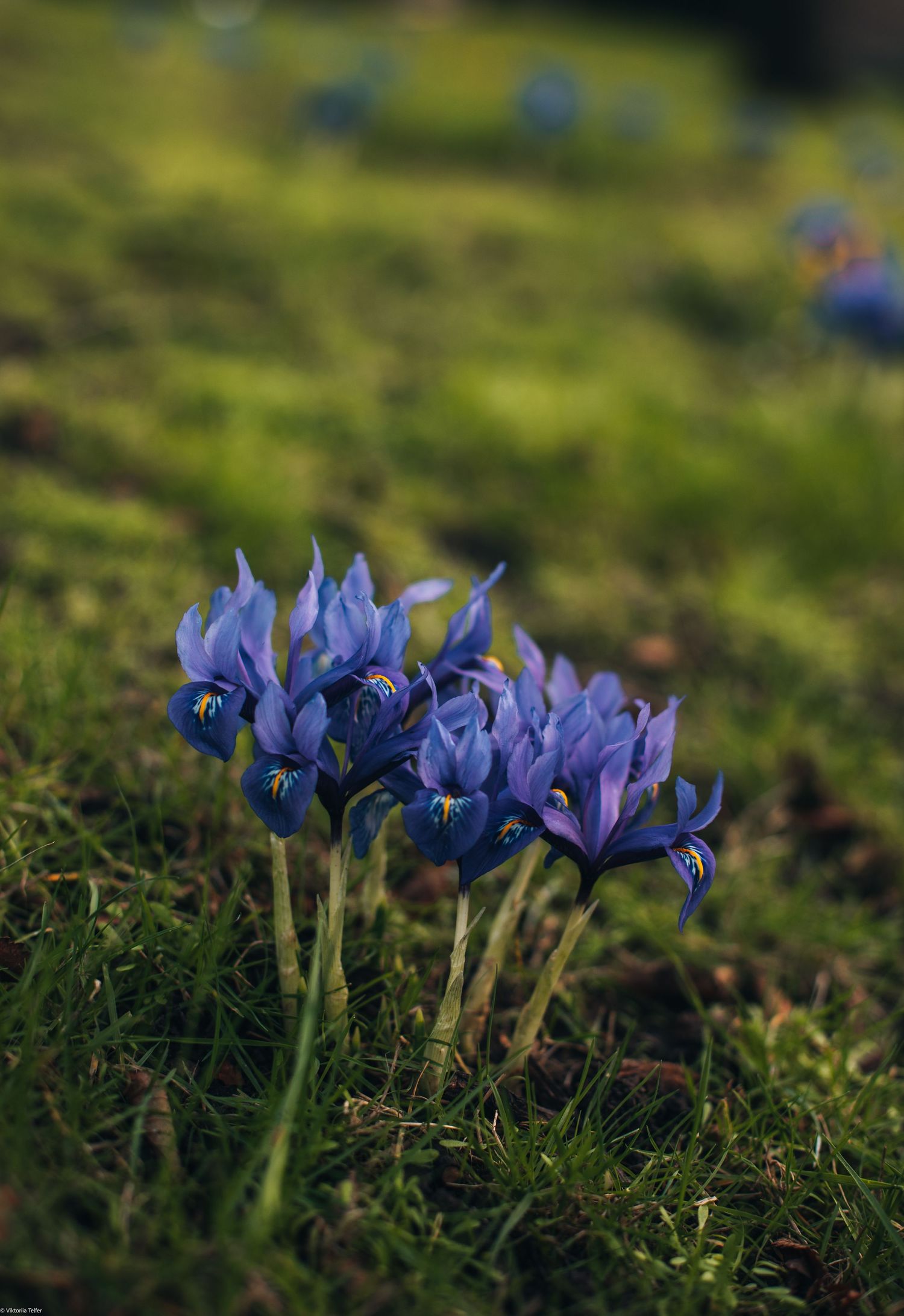 Cluster of purple iris flowers blooming in green grass.