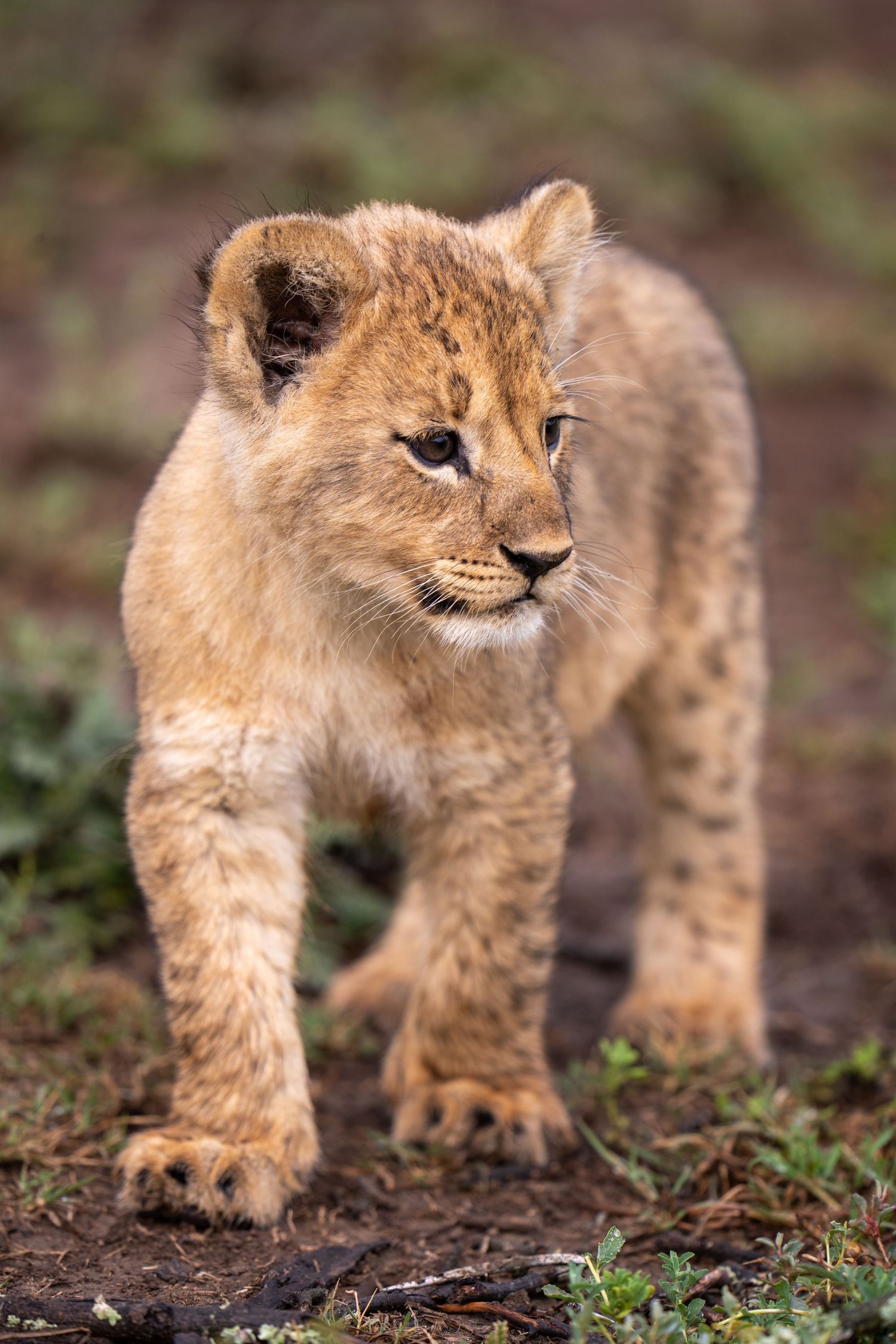 Lion cub walking through wilderness with determined look.