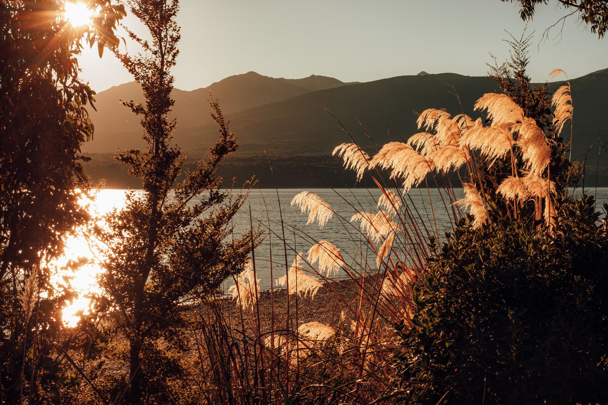 Golden sunlight illuminates pampas grass by a tranquil lake with mountains silhouetted against the warm sunset sky.
