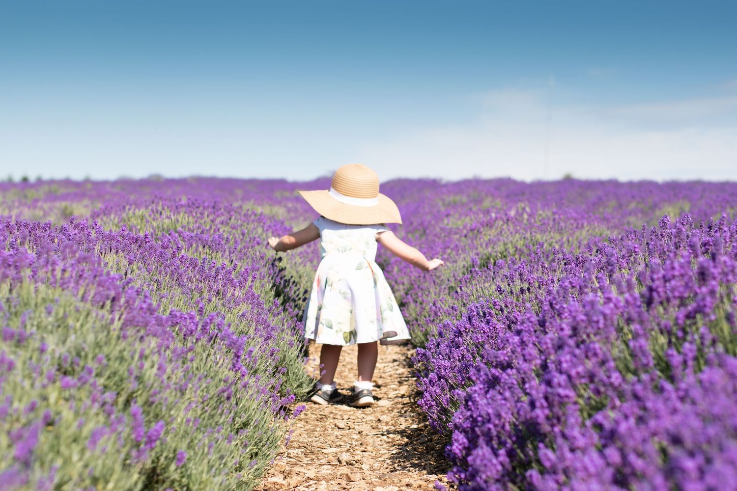 Bromsgrove Worcester newborn baby photoshoot photos sunflower lavender fields