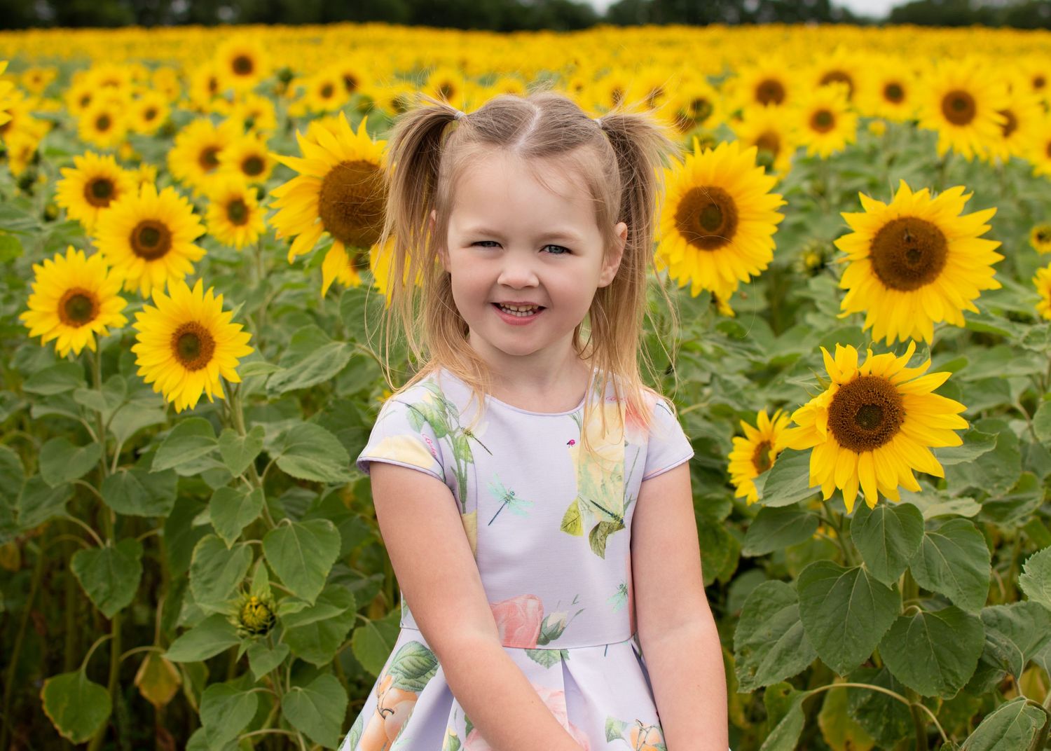 Bromsgrove Worcester newborn baby photoshoot photos sunflower lavender fields