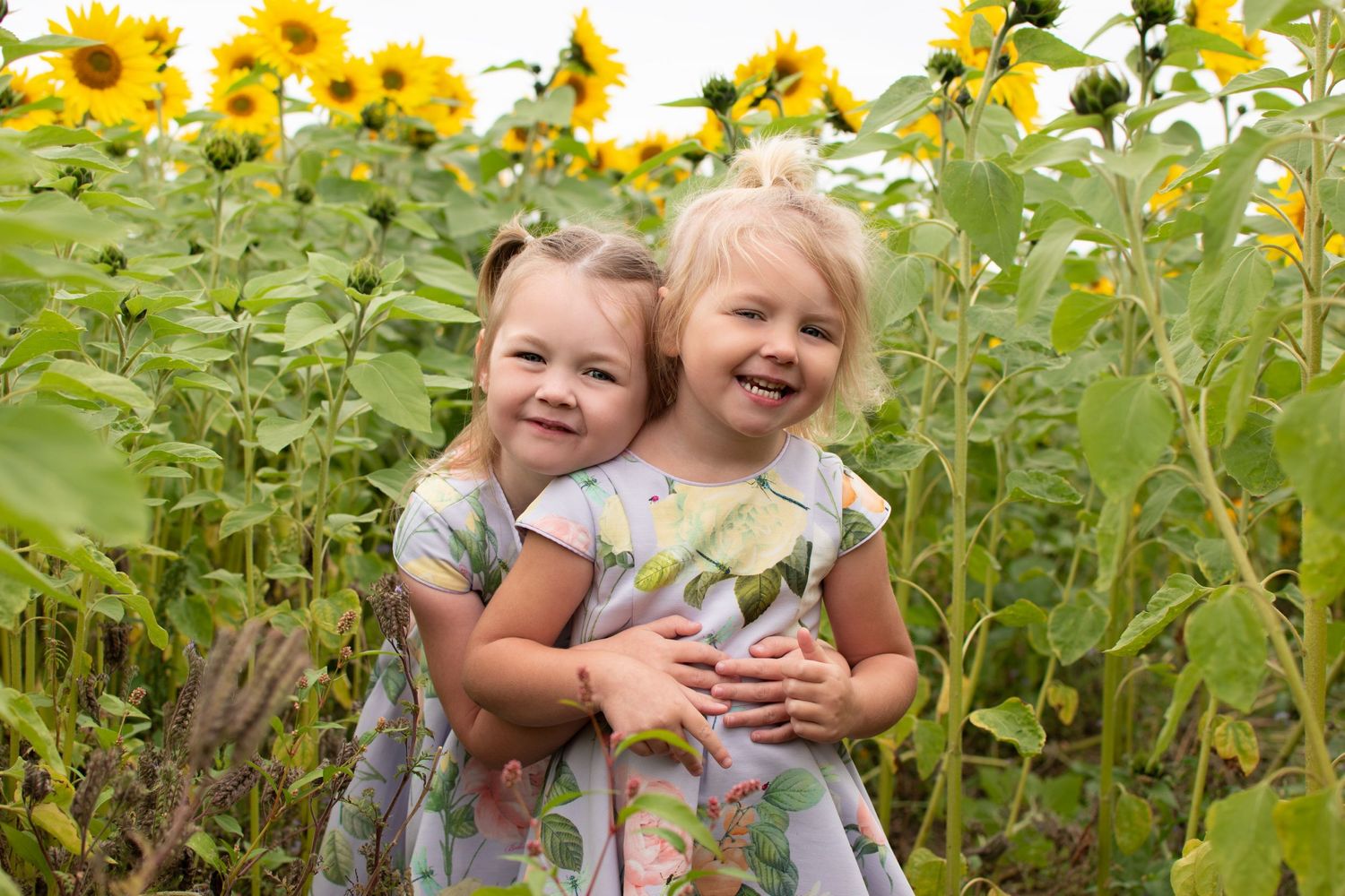 Bromsgrove Worcester newborn baby photoshoot photos sunflower lavender fields