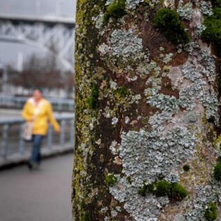 Person in yellow jacket beside large mossy rock face, nature location photography, North Vancouver
