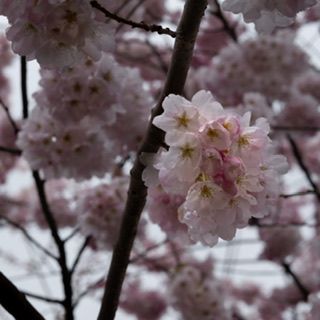 Cherry blossom tree in full bloom, spring location photography, North Vancouver photographer
