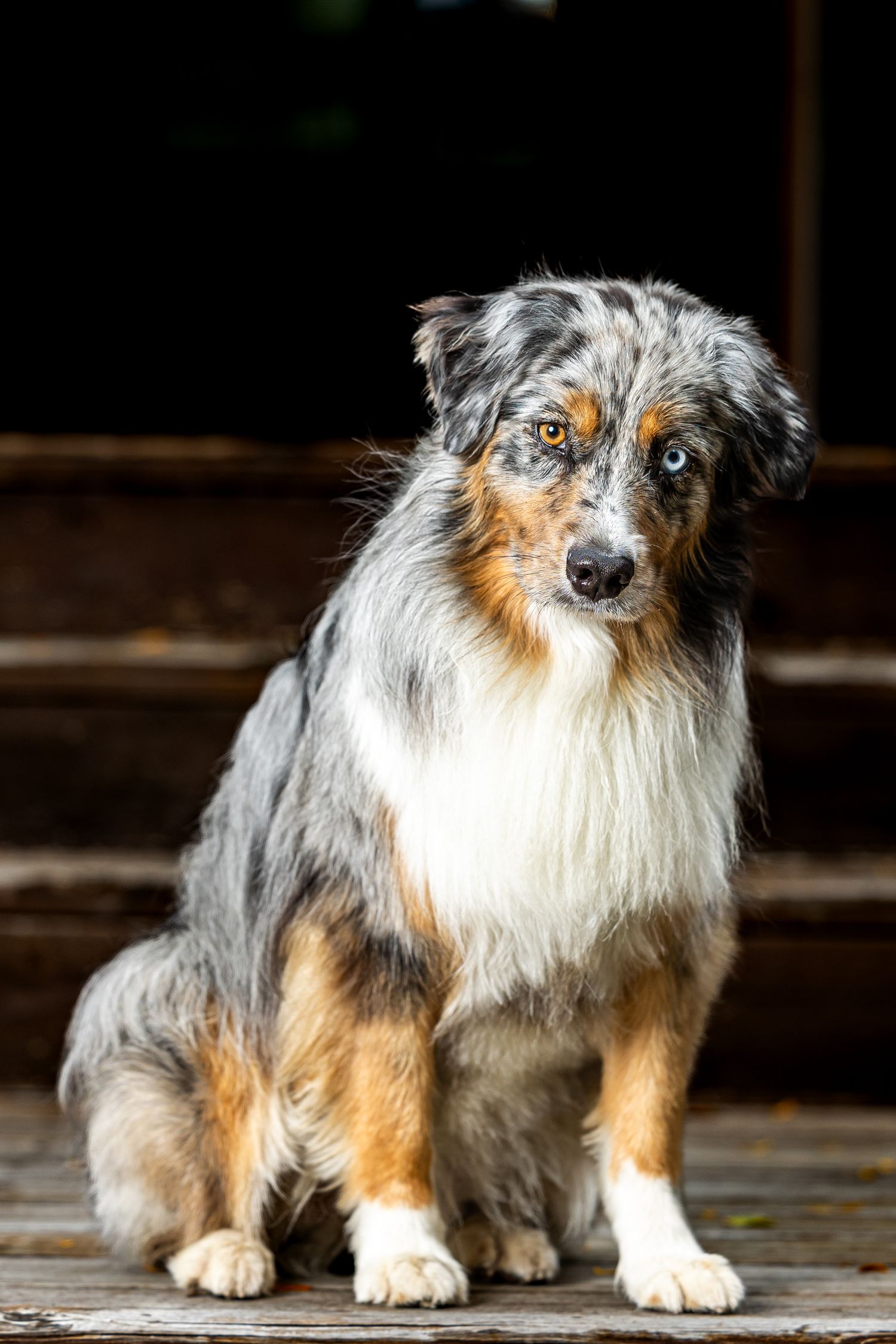 Minnesota pet photographer