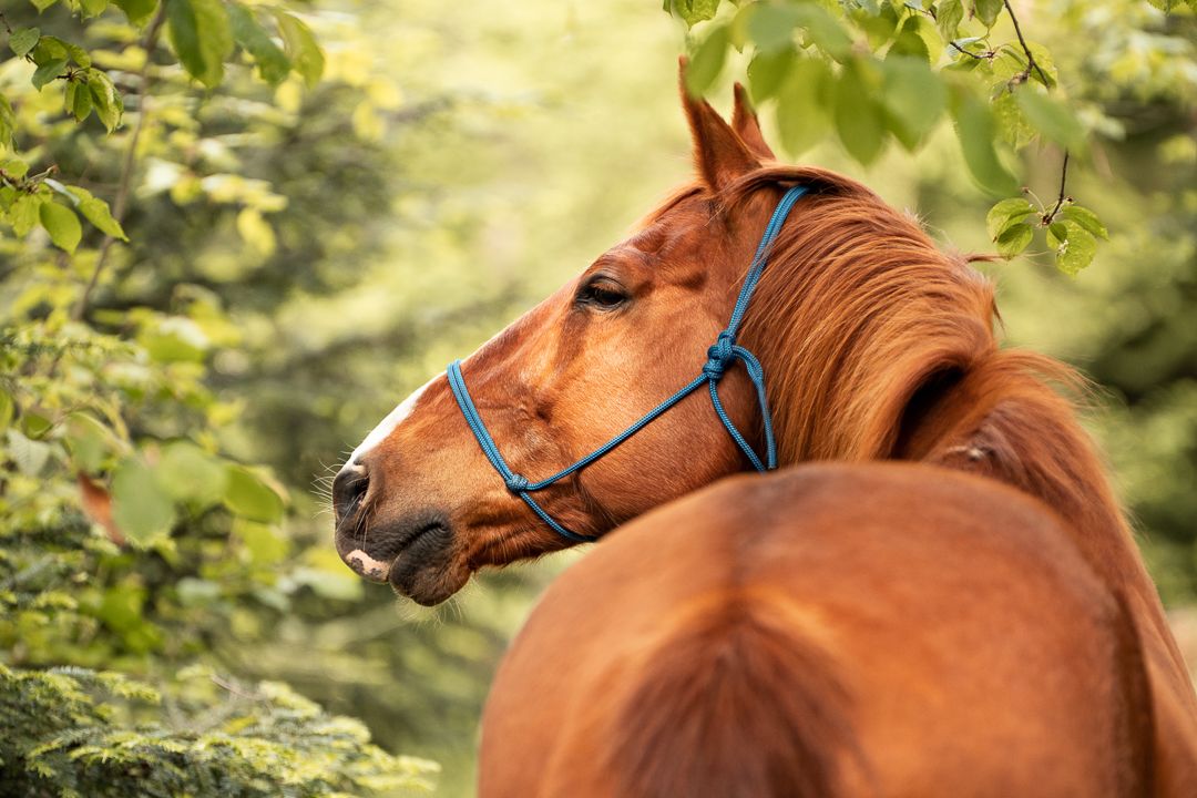 Licol éthologique cheval