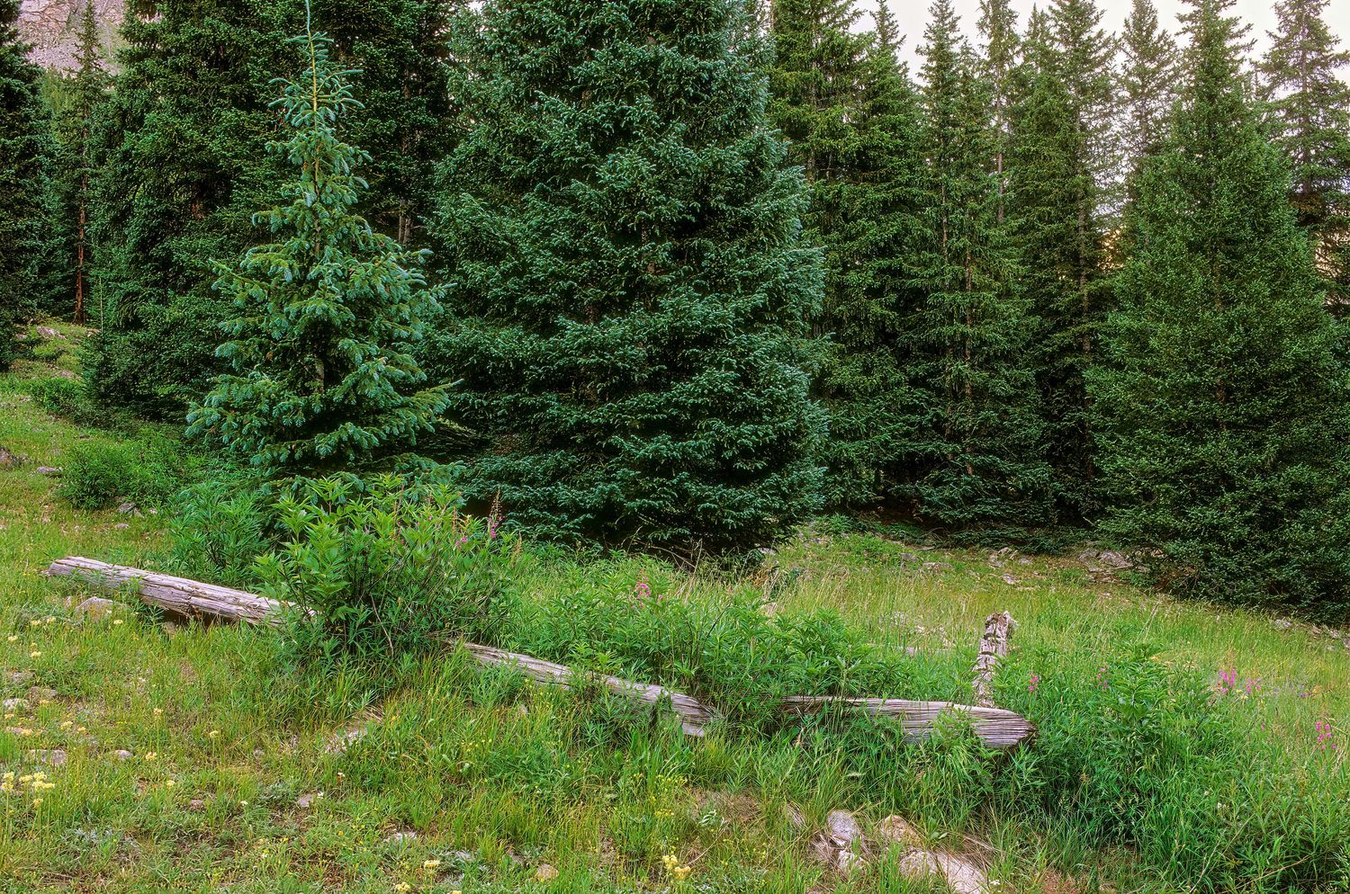 Chihuahua, Colorado