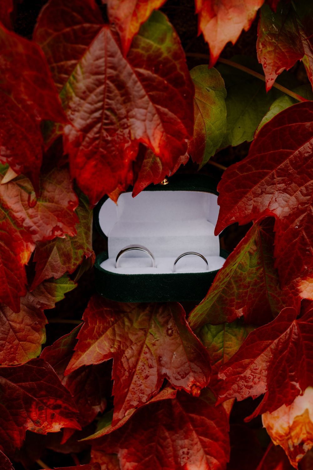 A green velvet ring box holds two silver rings, surrounded by vibrant red and green autumn leaves.